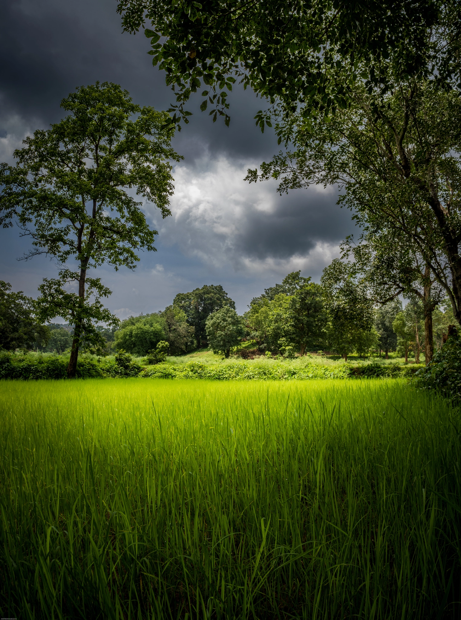 Canon EOS 750D (EOS Rebel T6i / EOS Kiss X8i) sample photo. Monsoon and the crops photography