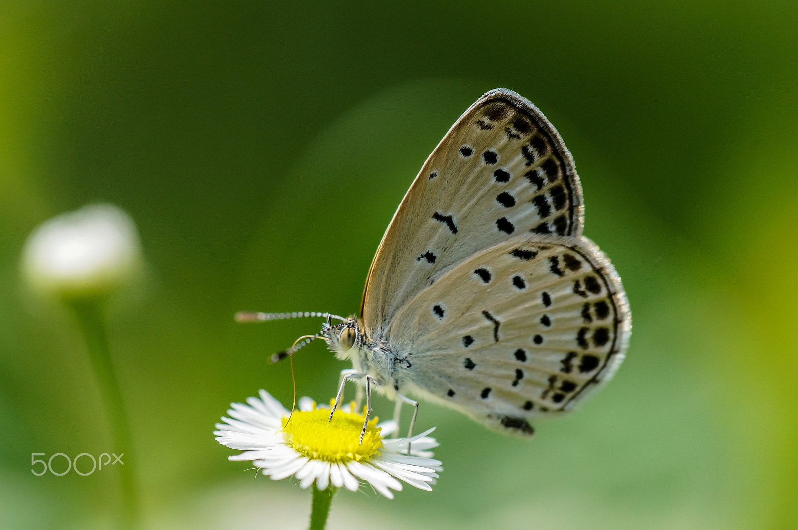 Sony SLT-A57 + Minolta AF 100mm F2.8 Macro [New] sample photo. The pale grass blue photography