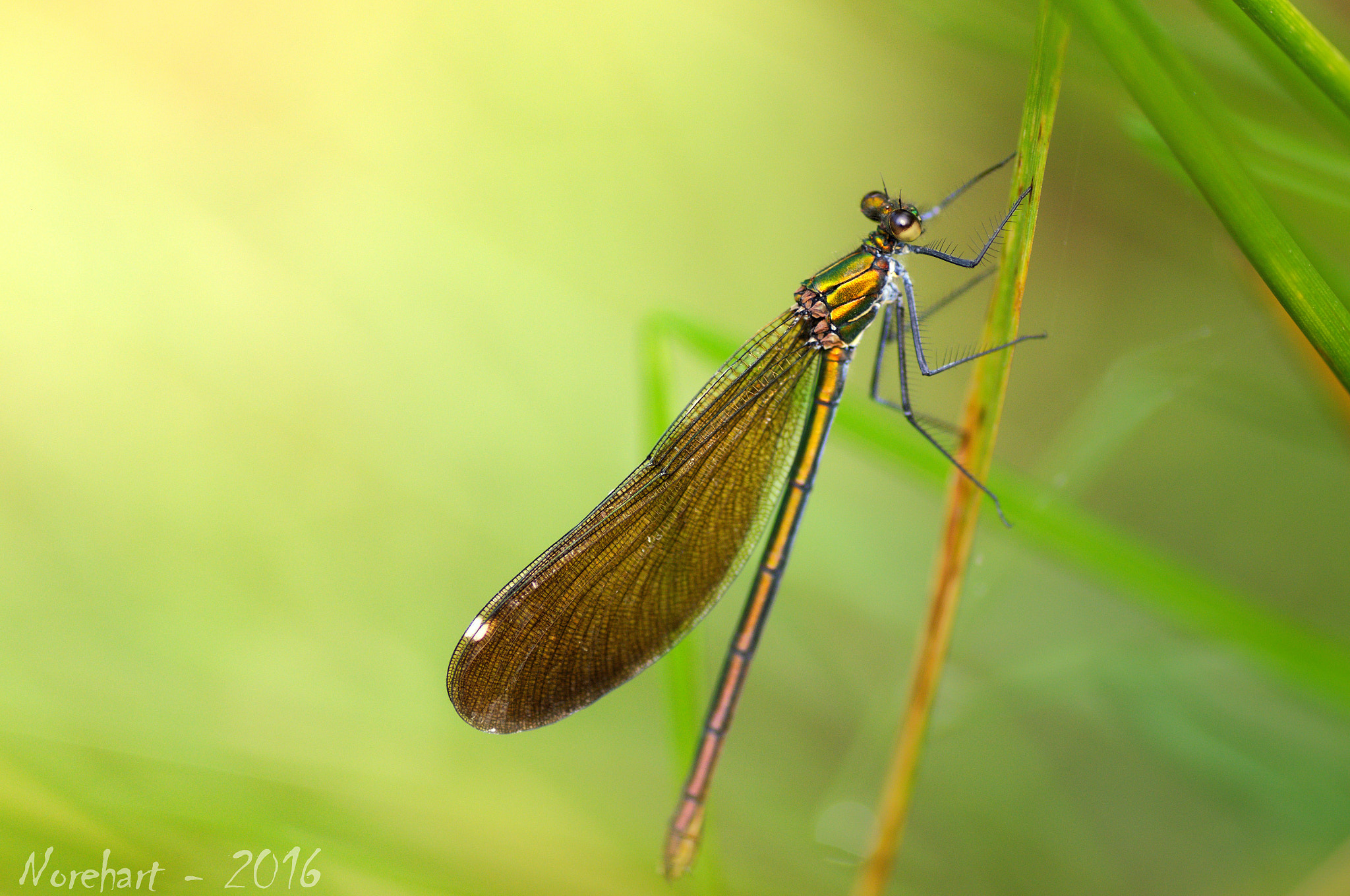 Tamron SP AF 90mm F2.8 Di Macro sample photo. Calopteryx vierge photography