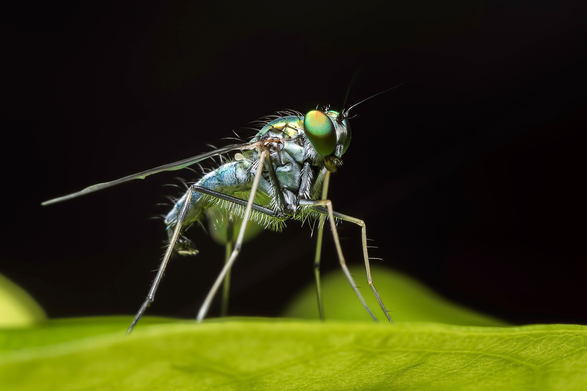 Panasonic Leica DG Macro-Elmarit 45mm F2.8 ASPH OIS sample photo. Fly photography