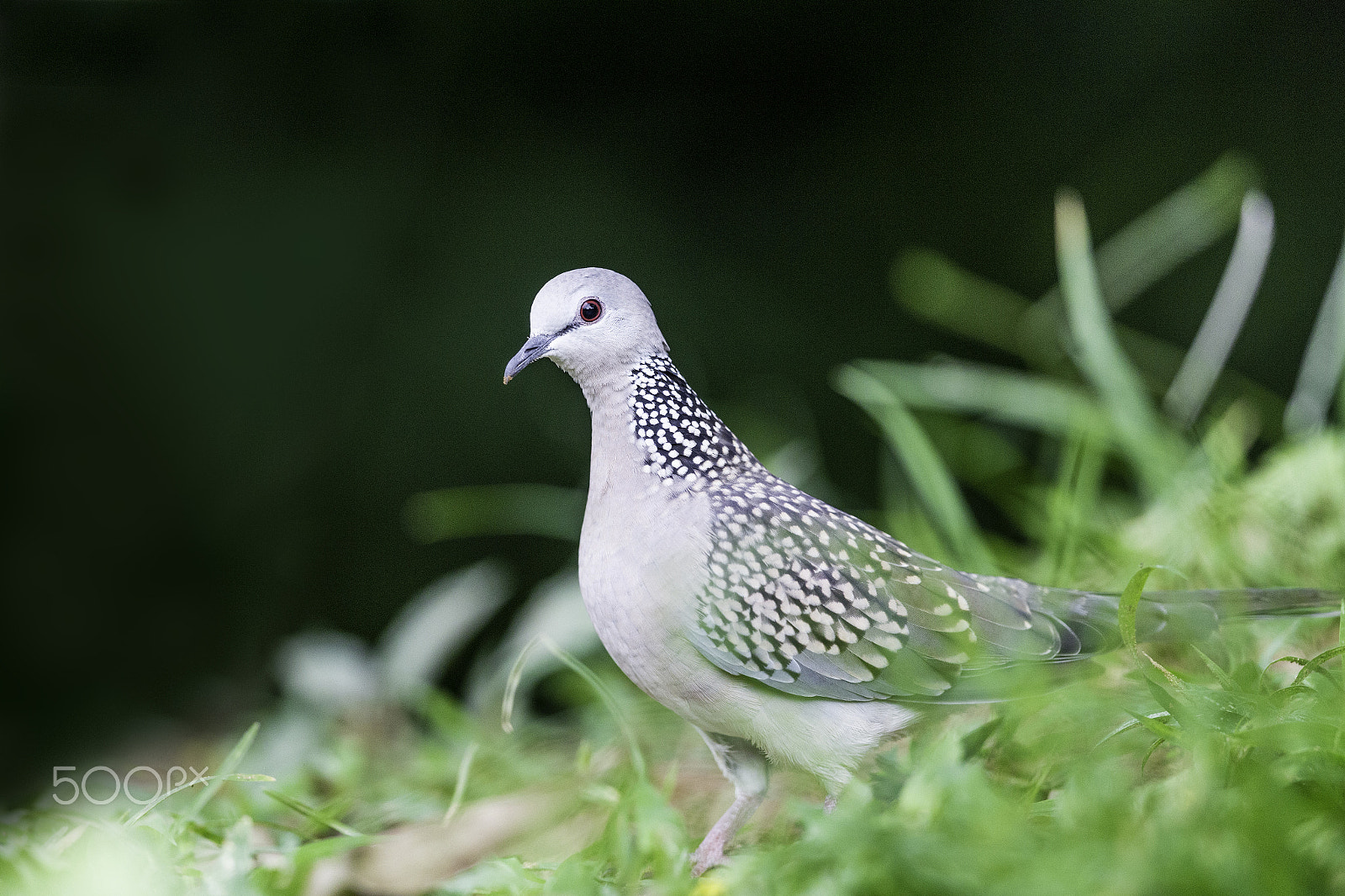 Canon EOS 6D + Canon EF 500mm F4L IS II USM sample photo. Spotted dove photography