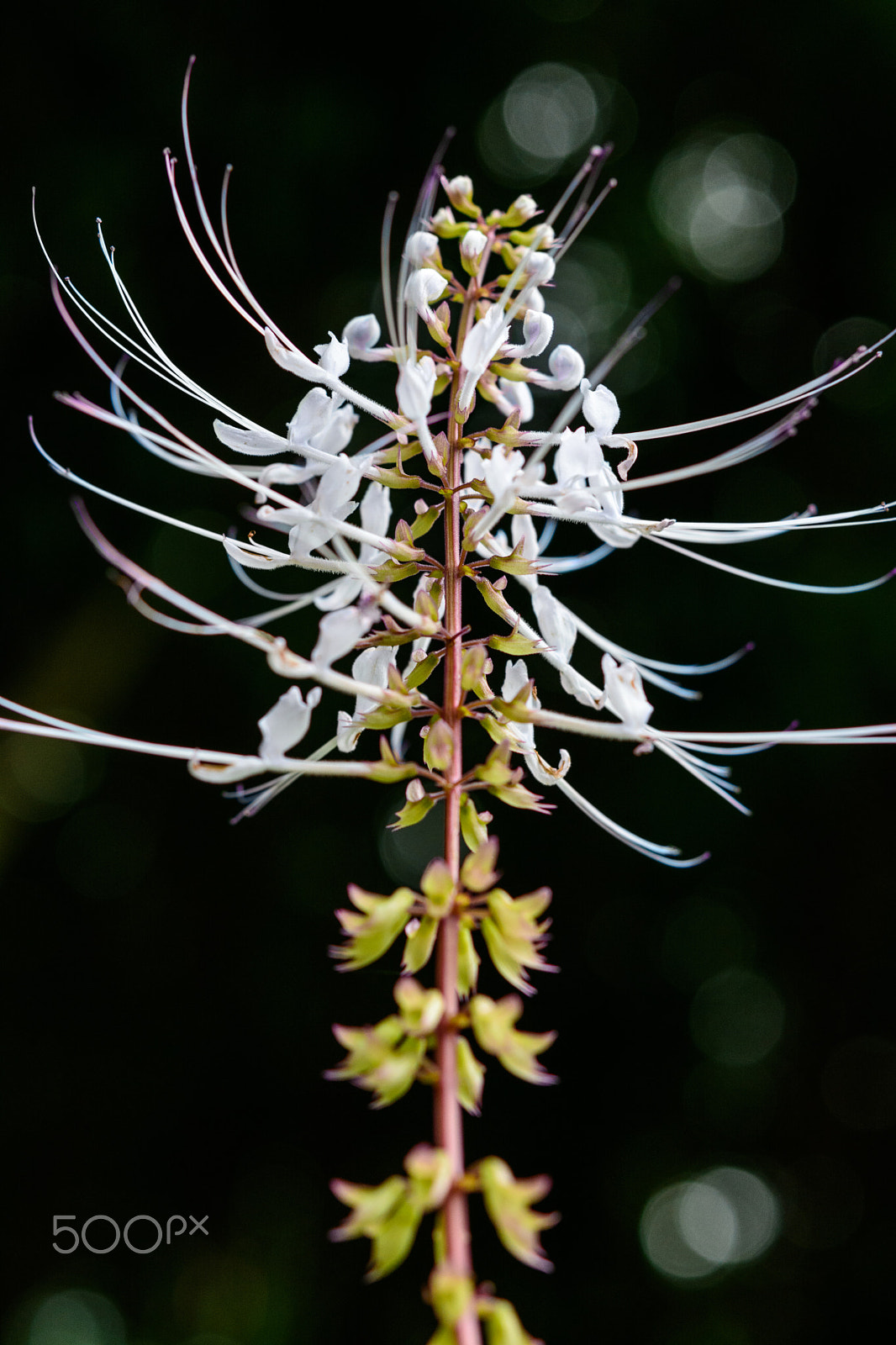 Nikon AF-S Micro-Nikkor 60mm F2.8G ED sample photo. Java tea, kidney tea plant, cat whiskers photography