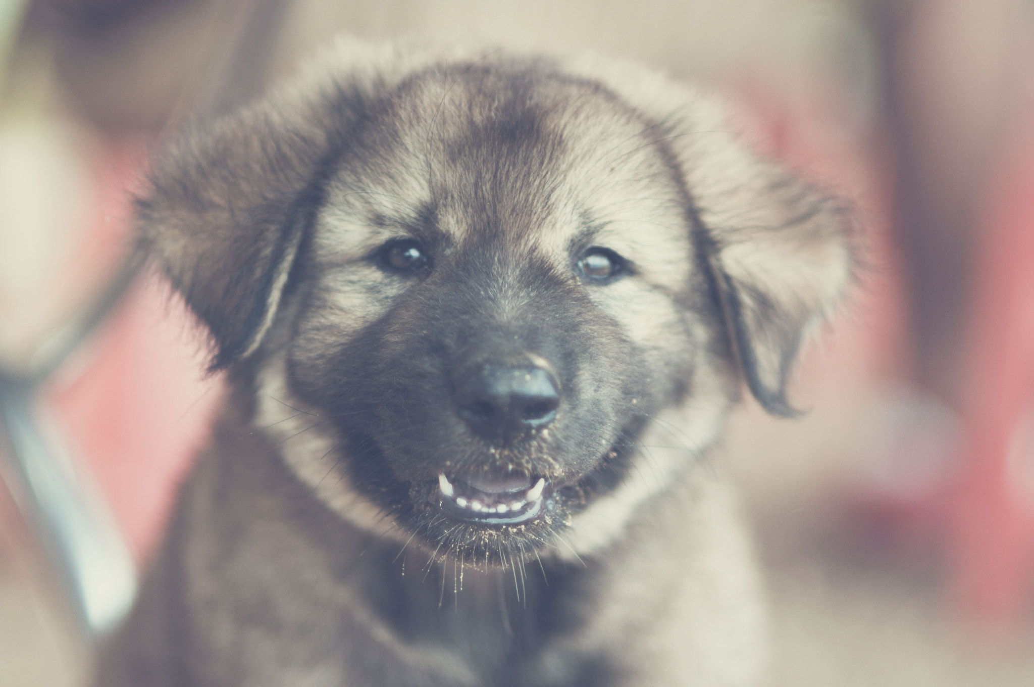 Nikon D90 + Nikon AF Nikkor 85mm F1.8D sample photo. A dog lives in co to island. photography