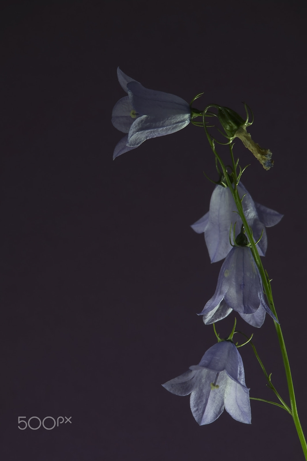 Samsung NX 50-200mm F4-5.6 ED OIS sample photo. Harebell photography