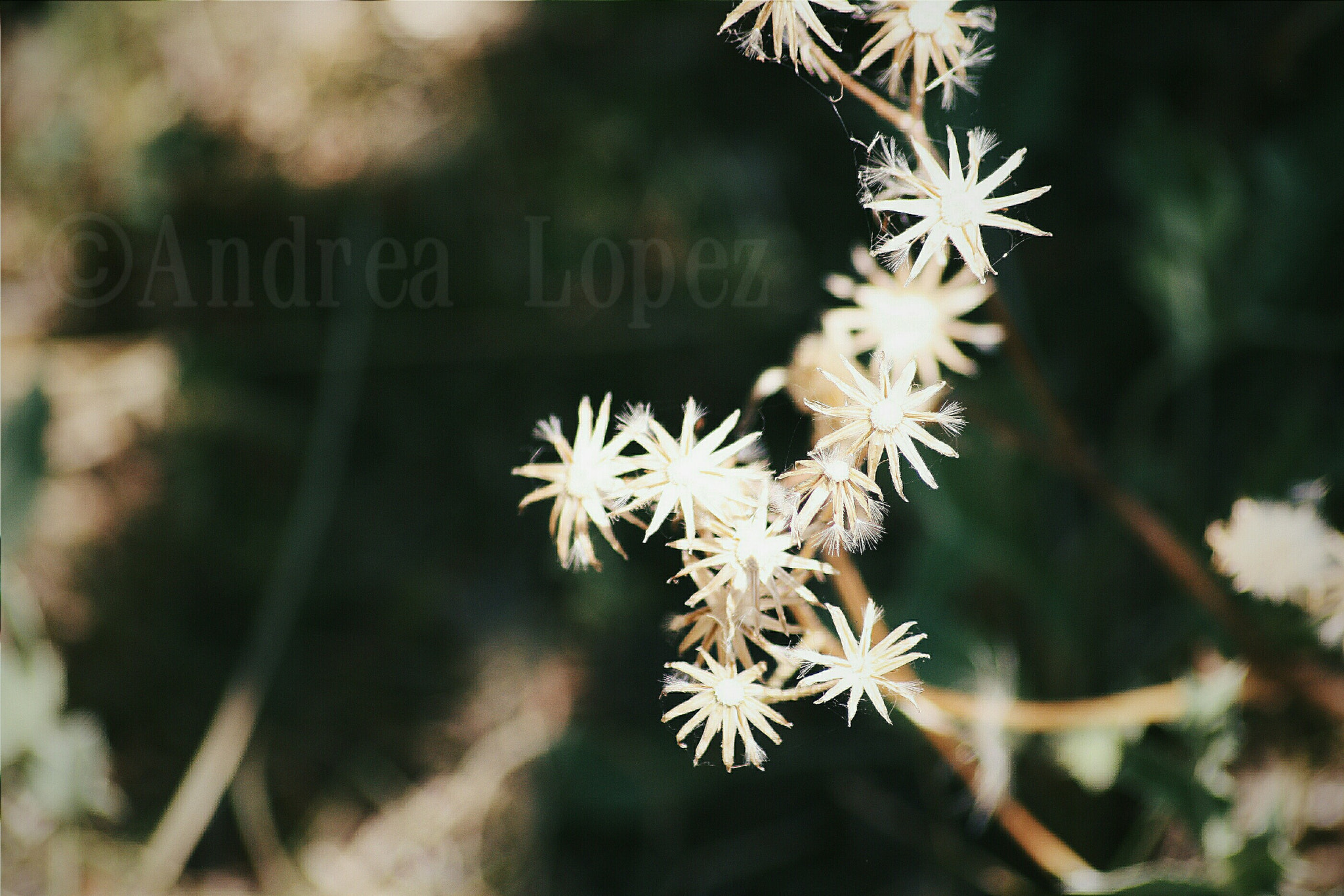 Canon EF 35-105mm f/4.5-5.6 sample photo. Flower photography