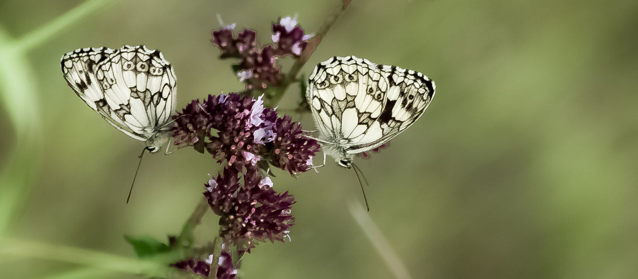 Pentax smc DA 55-300mm F4.0-5.8 ED sample photo. Dosmari photography