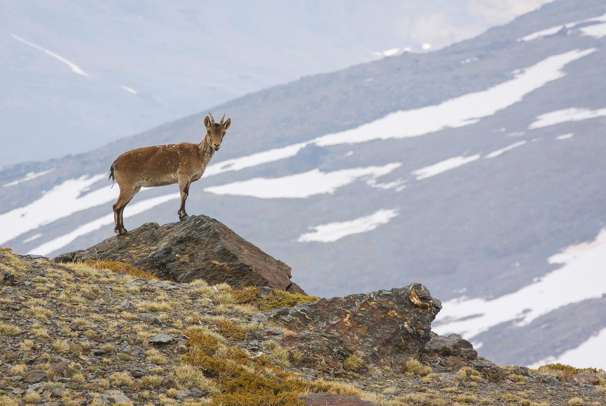 Tamron SP 35mm F1.8 Di VC USD sample photo. Iberian ibex on top of the rocks photography