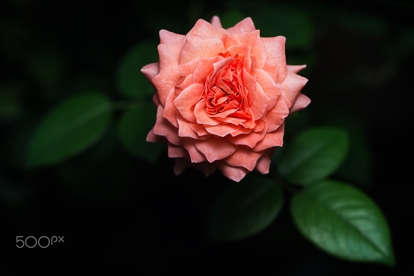 Sony a99 II + Sony 100mm F2.8 Macro sample photo. Summer fireworks photography