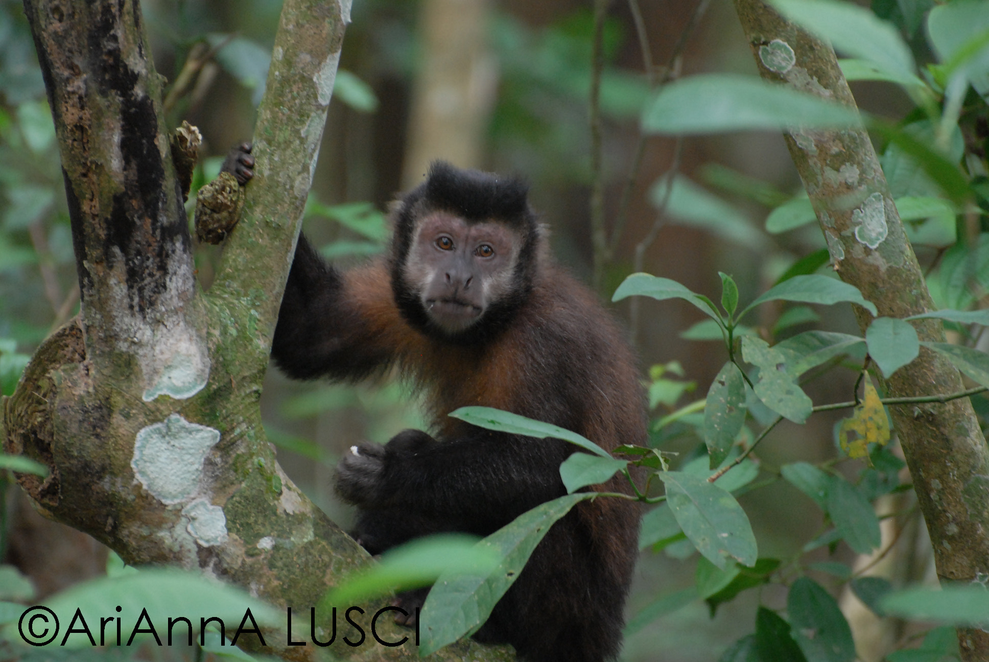 Nikon D200 sample photo. Monkey photography