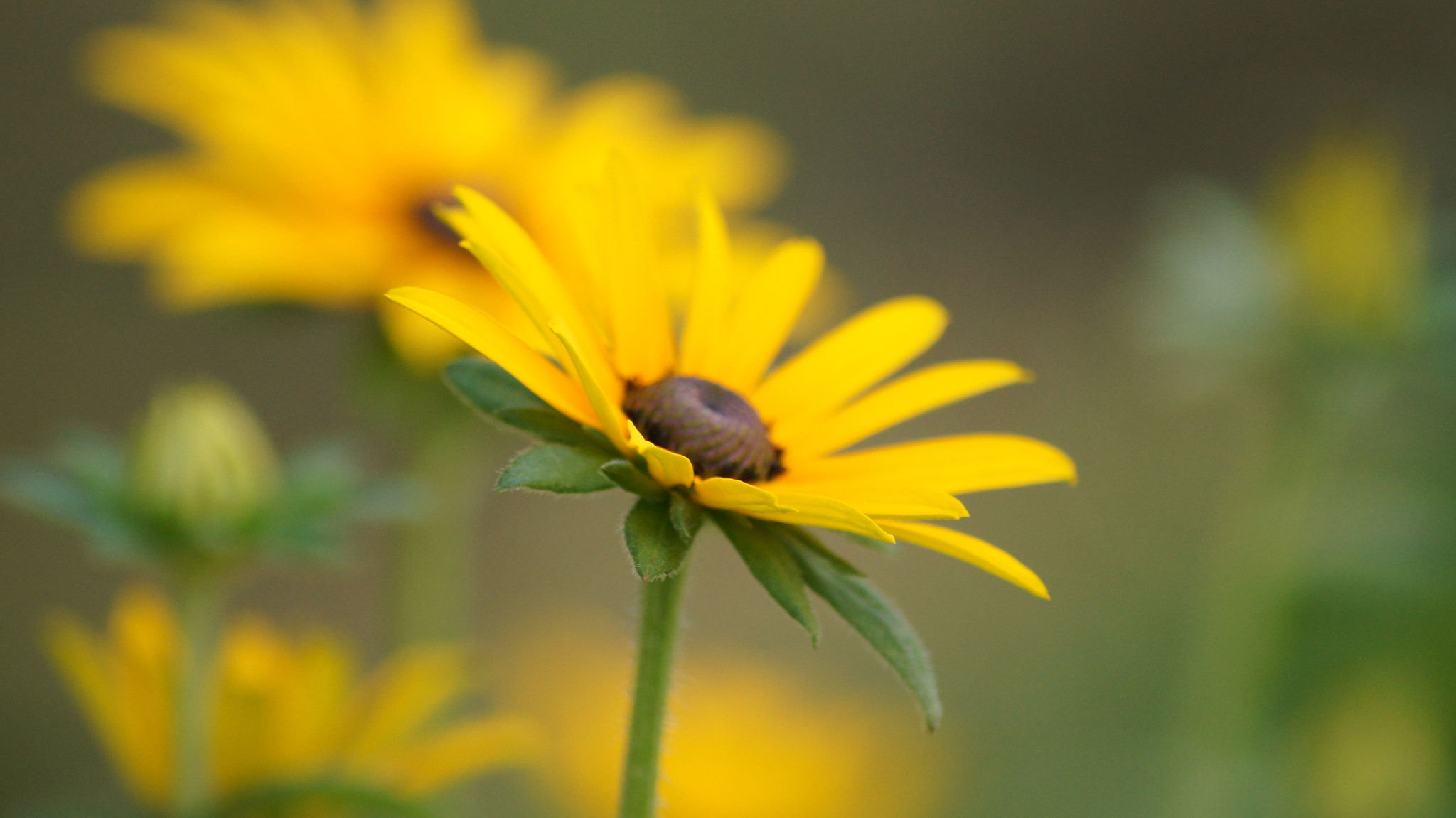 Sony DT 55-200mm F4-5.6 SAM sample photo