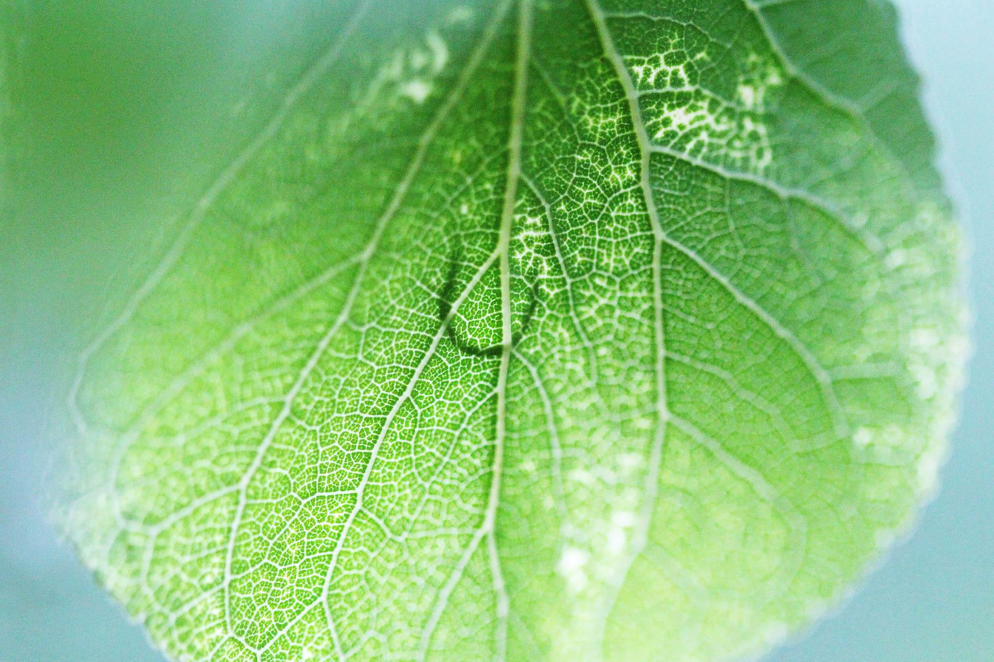 Canon EF 100mm F2.8 Macro USM sample photo. A drop of tears photography