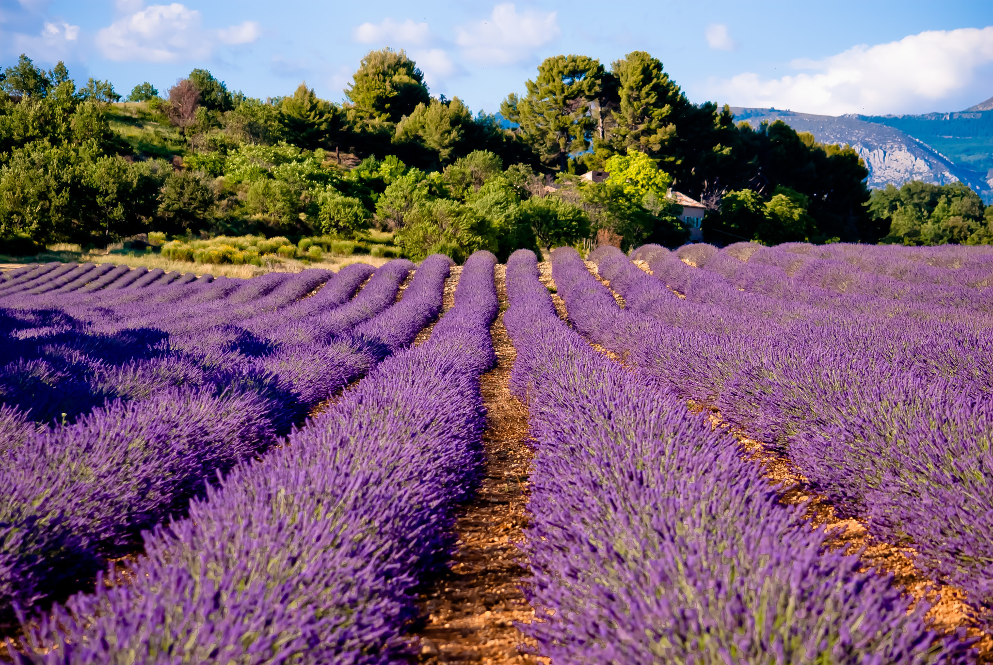 Nikon D60 sample photo. Provence photography