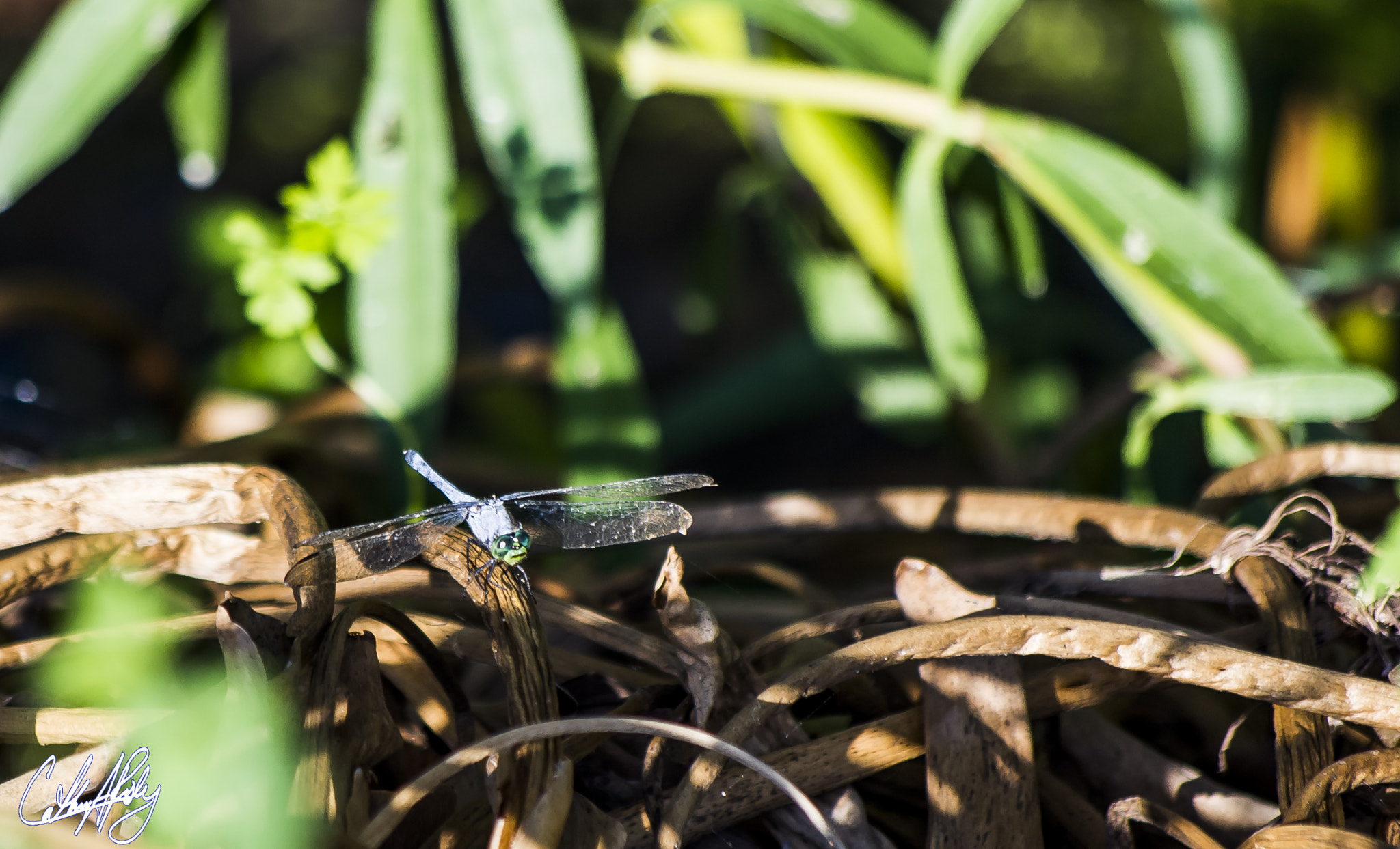 Pentax smc DA 50-200mm F4-5.6 ED WR sample photo. Dragonfly taken at brazos bend state park, texas photography