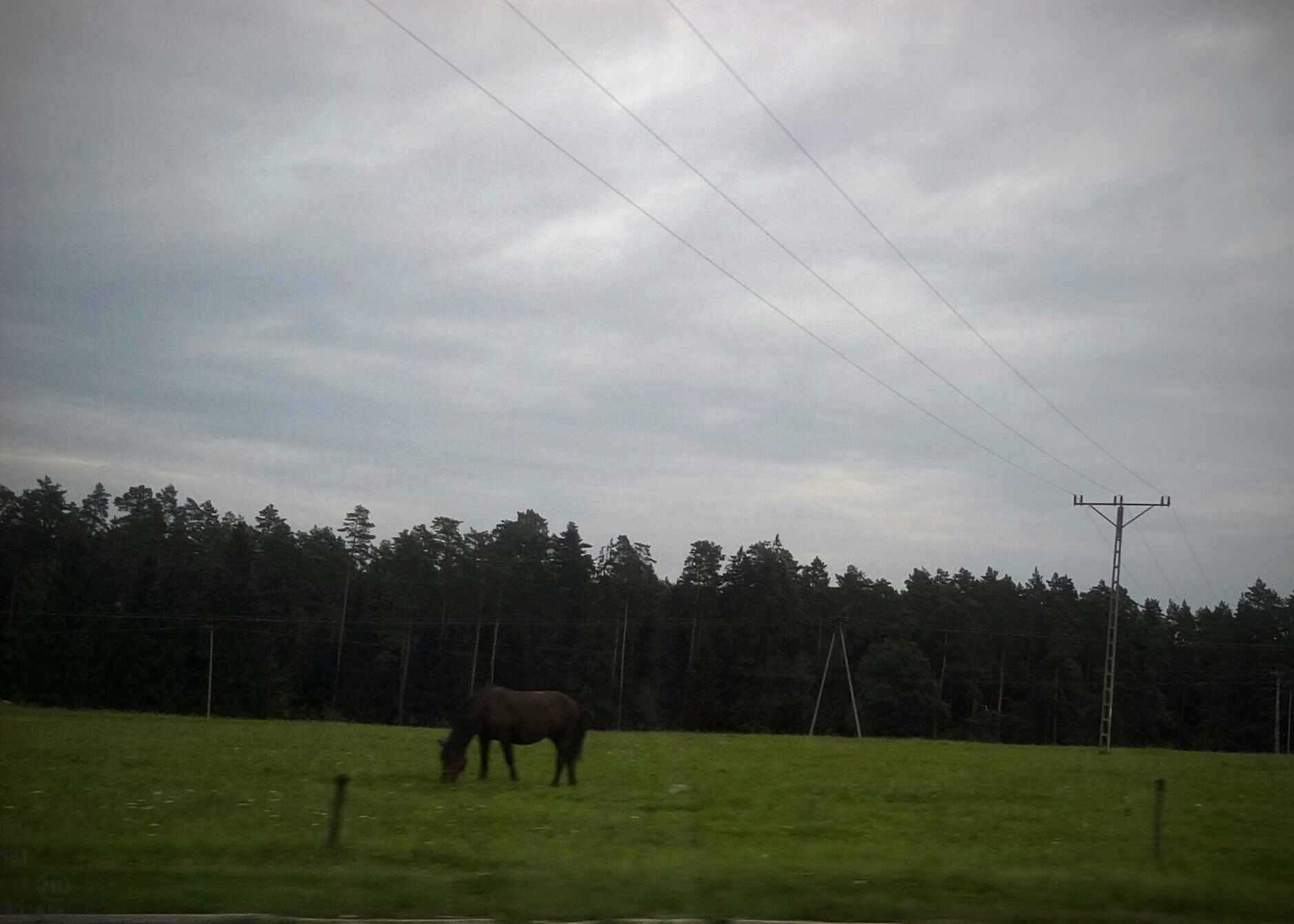 LG LEON sample photo. Horse... photography