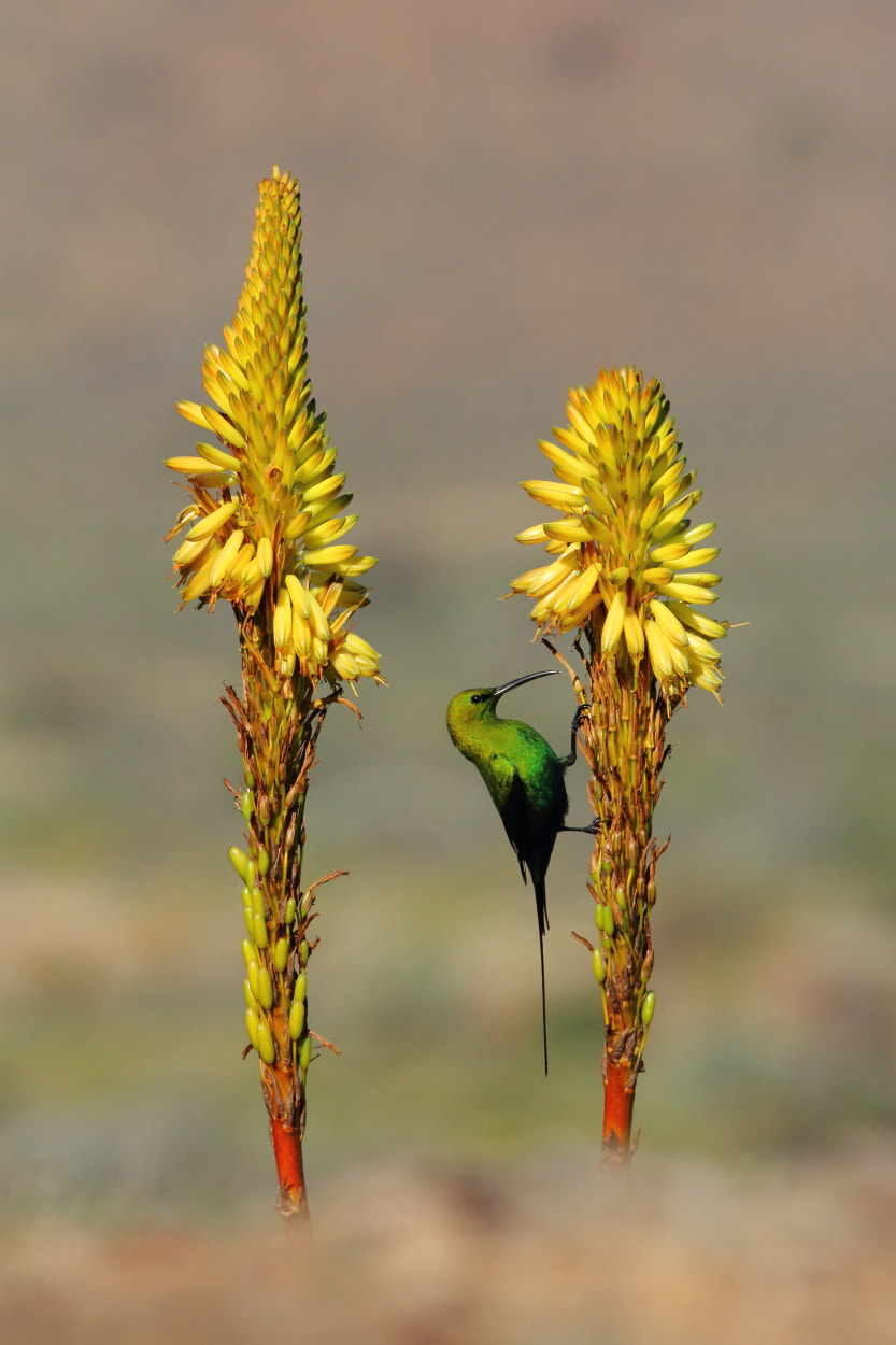 Canon EOS 60D + Canon EF 100-400mm F4.5-5.6L IS USM sample photo. Malachite sunbird photography