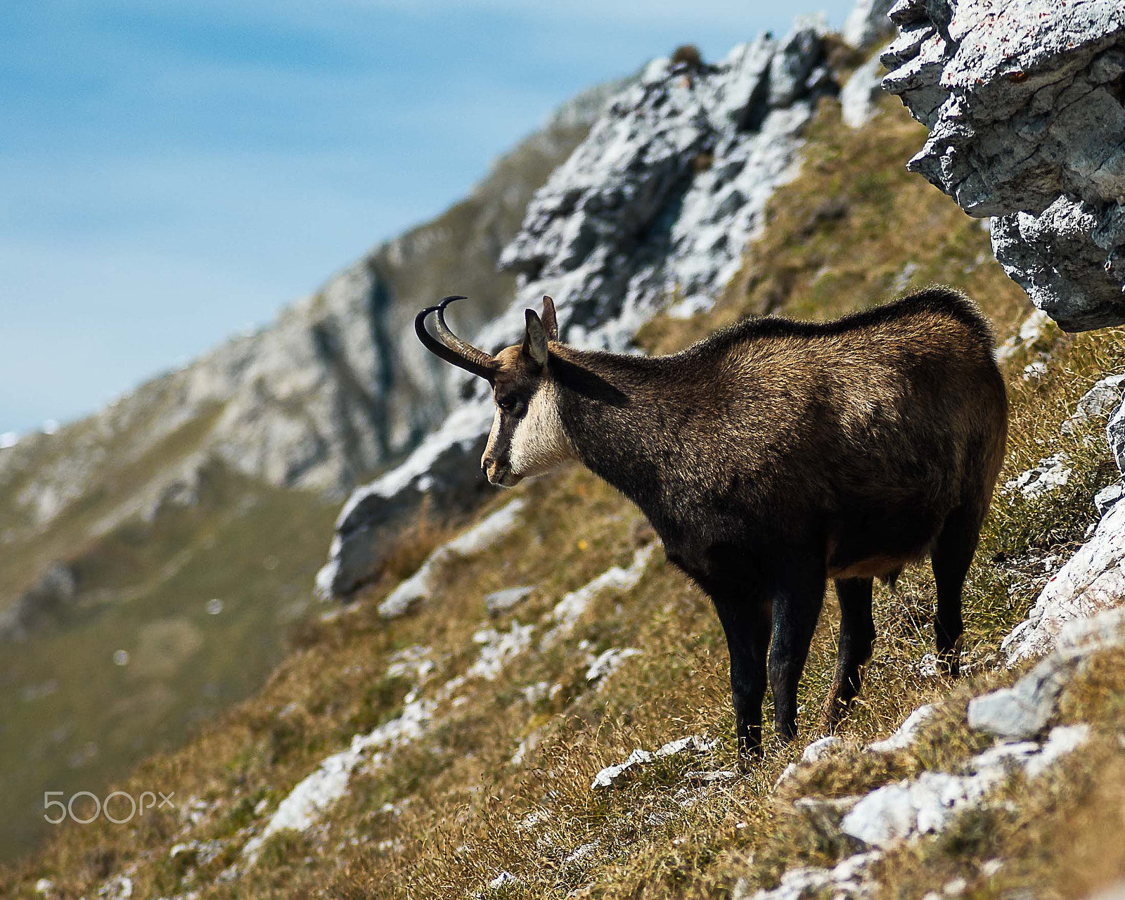 Tamron AF 70-300mm F4-5.6 Di LD Macro sample photo. Goat photography