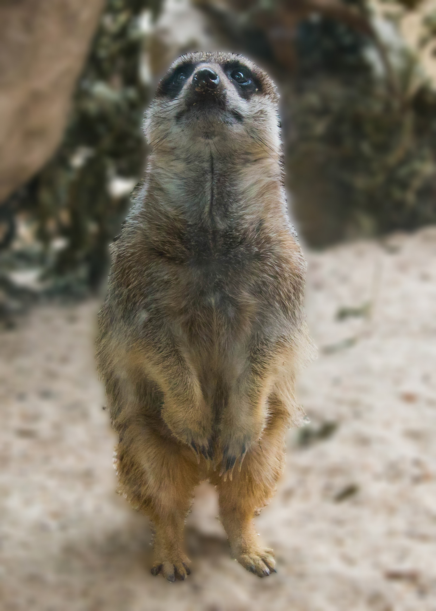 Sigma 24mm F1.4 DG HSM Art sample photo. Cute meerkat photography