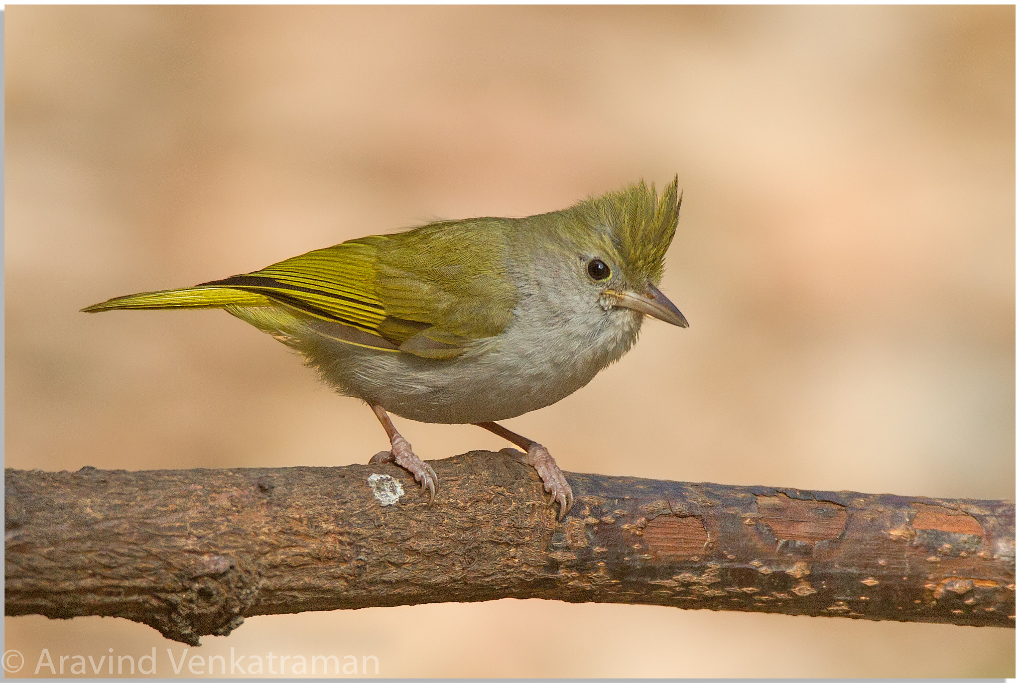 Canon EF 500mm F4L IS USM sample photo. White bellied erpornis photography
