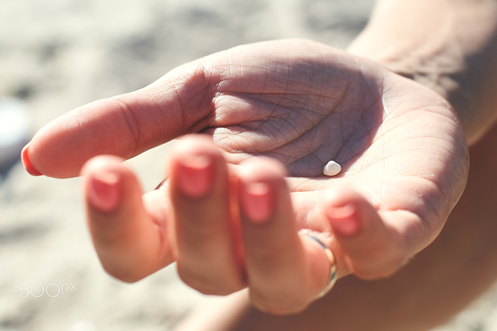 Sony SLT-A57 + Minolta AF 50mm F1.4 [New] sample photo. Tiny seashell photography