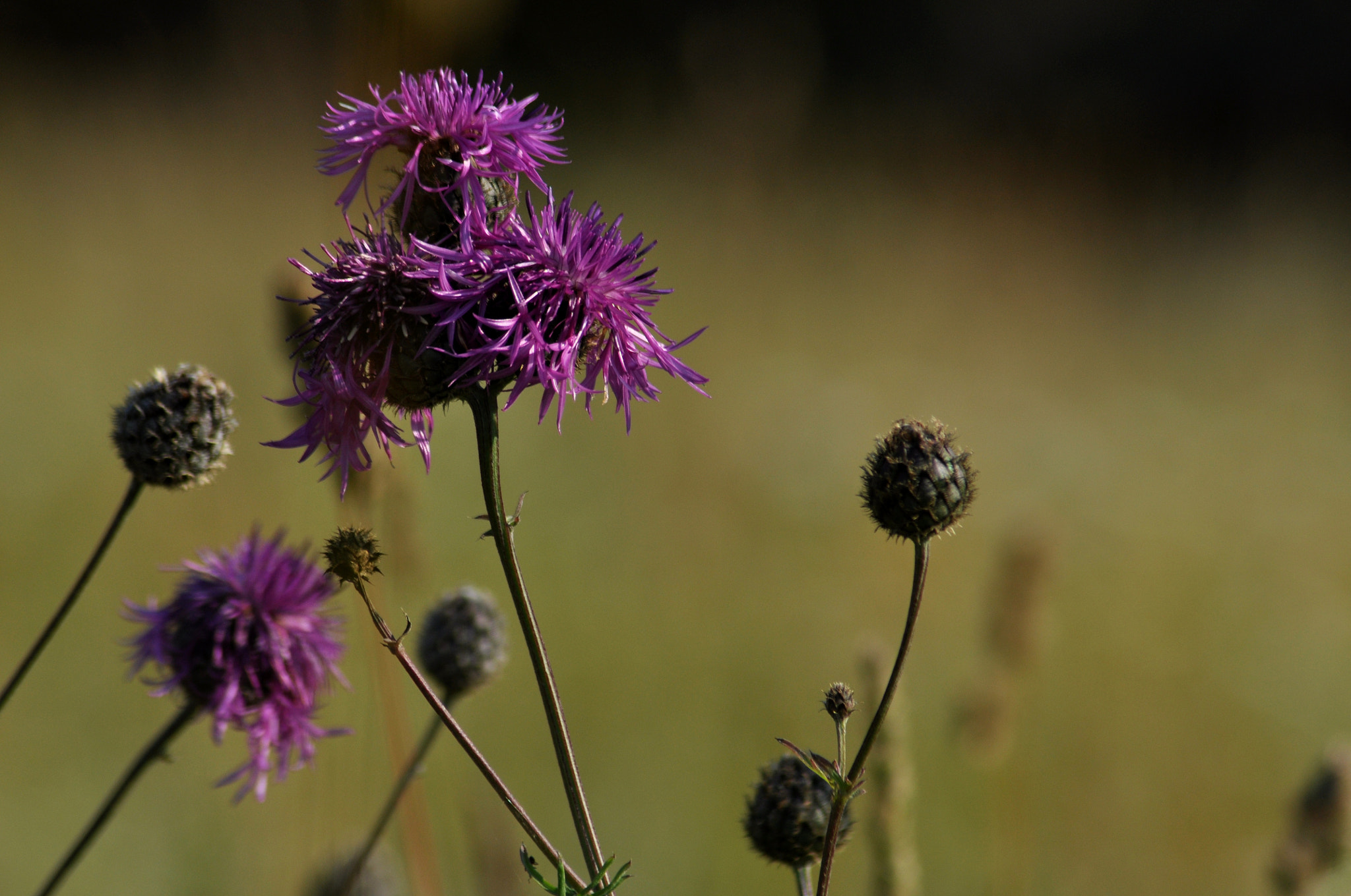 Nikon AF Nikkor 70-300mm F4-5.6G sample photo. Meadow#3 photography