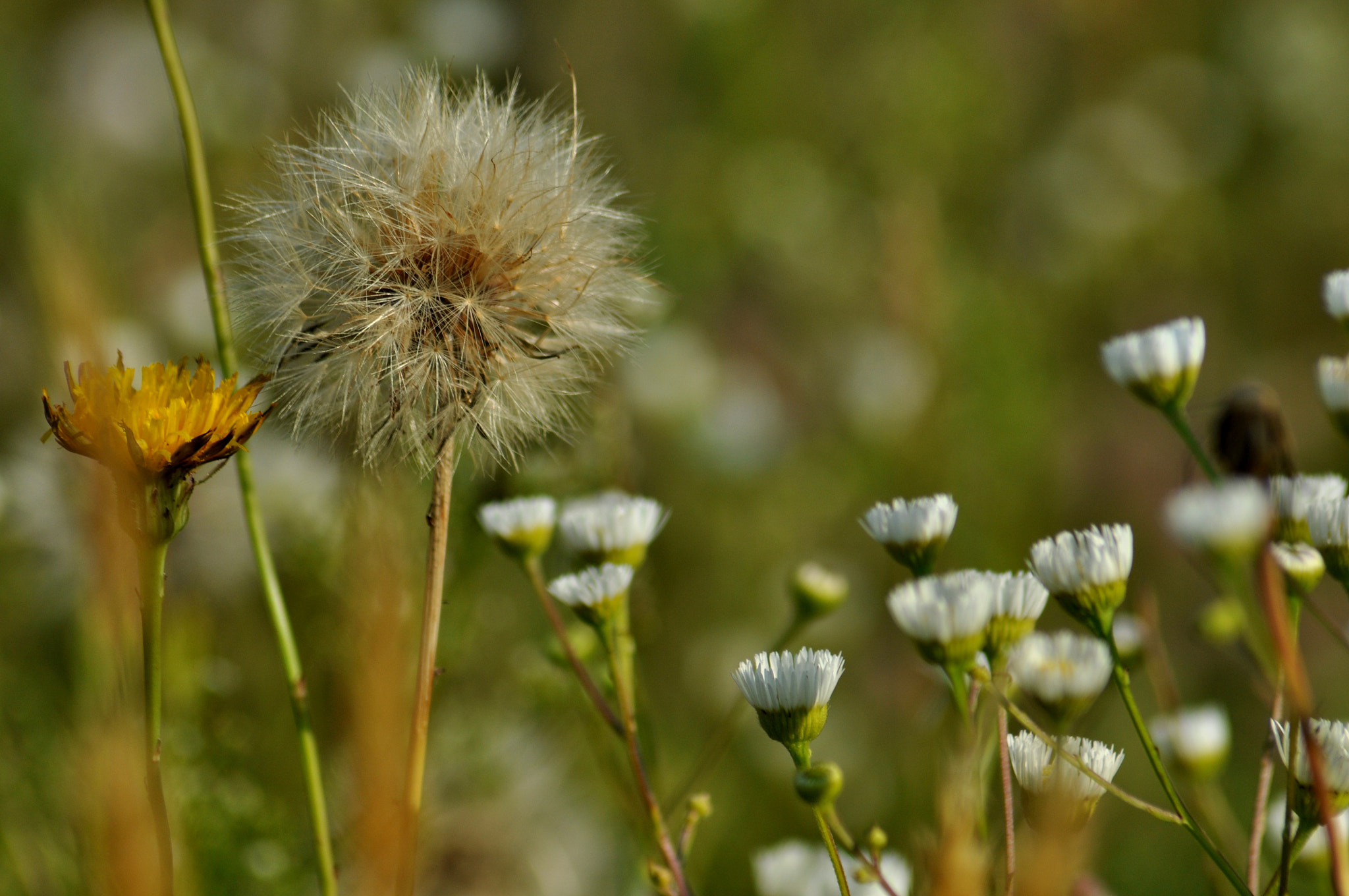 Nikon AF Nikkor 70-300mm F4-5.6G sample photo. Meadow#2 photography