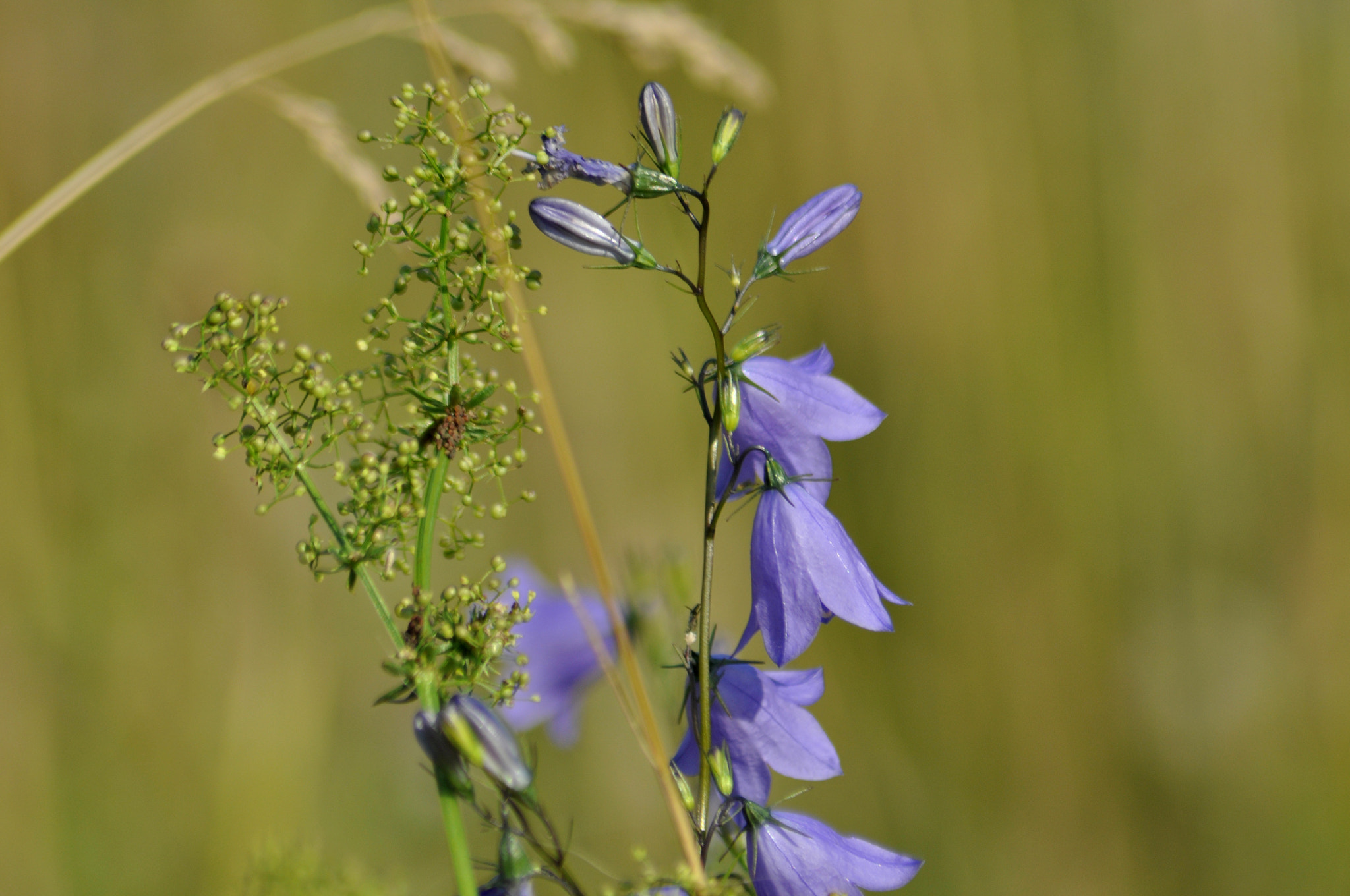 Nikon AF Nikkor 70-300mm F4-5.6G sample photo. Meadow#1 photography