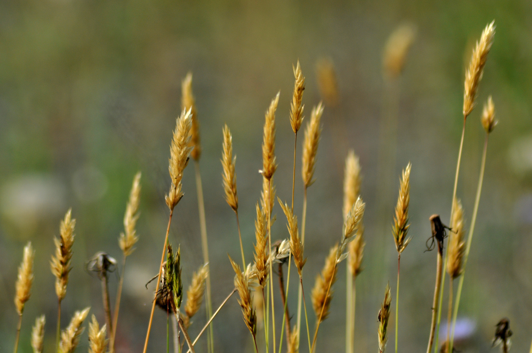 Nikon AF Nikkor 70-300mm F4-5.6G sample photo. Meadow#5 photography