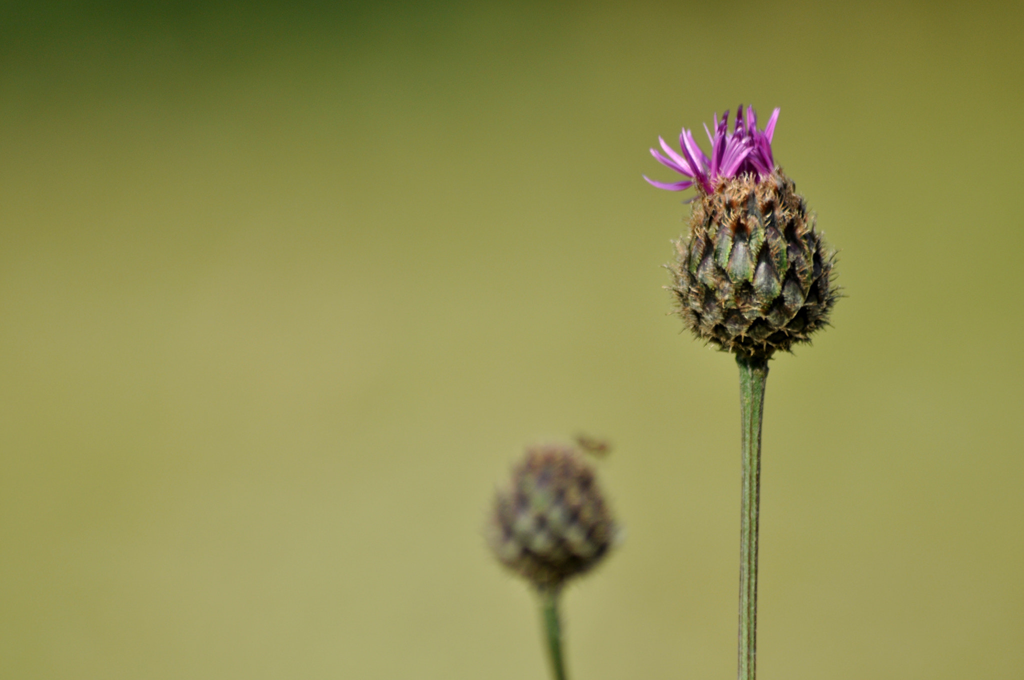 Nikon AF Nikkor 70-300mm F4-5.6G sample photo. Meadow#7 photography