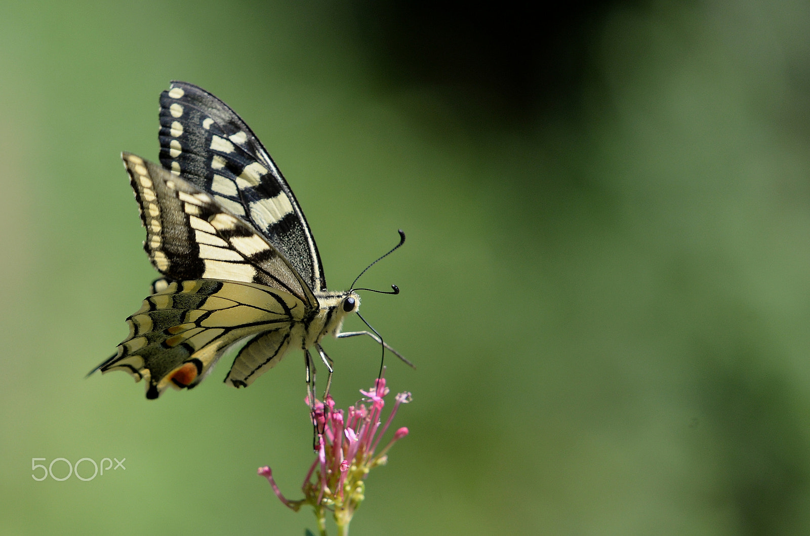 Nikon AF-S Nikkor 200-500mm F5.6E ED VR sample photo. Machaon photography