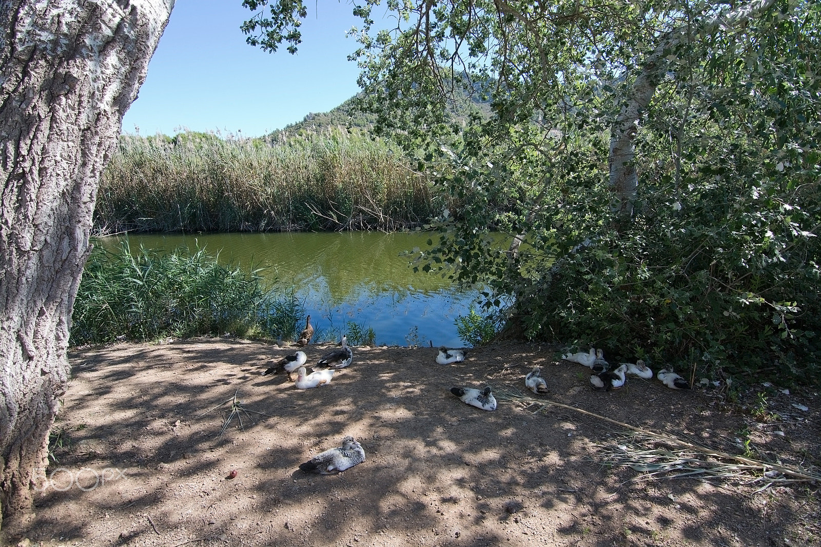 FSA-L2, EDG 65, 800mm F13 G sample photo. Canyamel river wetlands photography