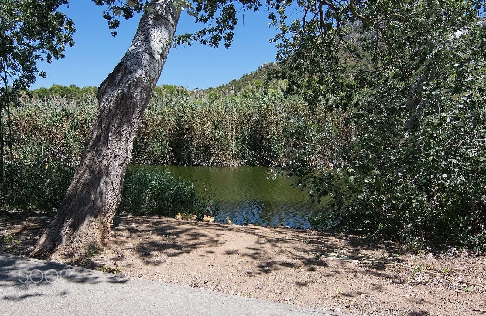 Nikon D7100 sample photo. Yellow ducklings photography