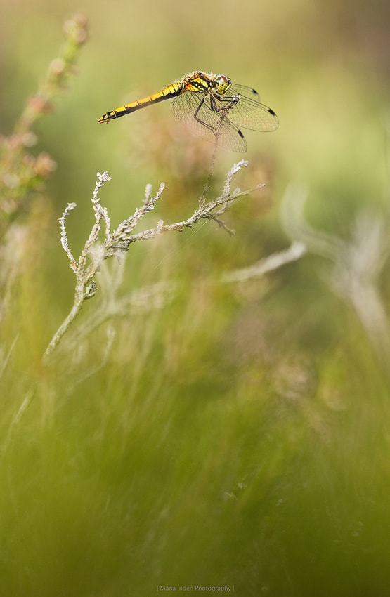 Sigma 150mm F2.8 EX DG OS Macro HSM sample photo. Corduliidae photography
