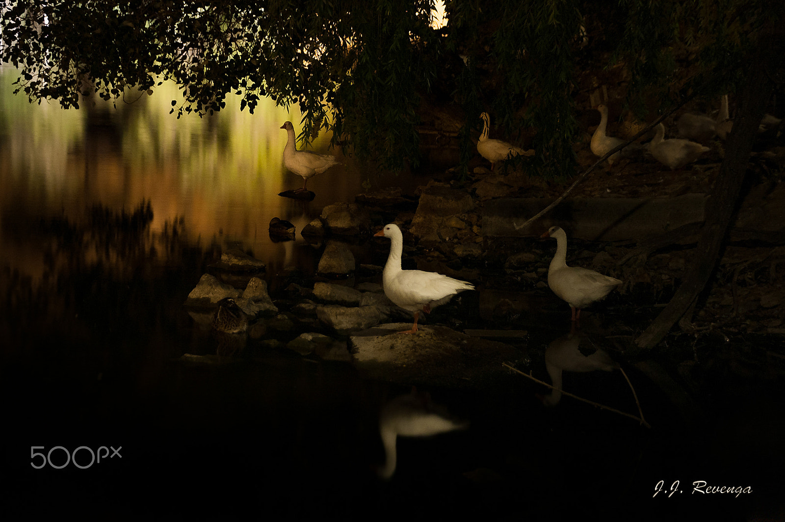 Sigma 18-250mm F3.5-6.3 DC Macro OS HSM sample photo. Patos en en rio photography
