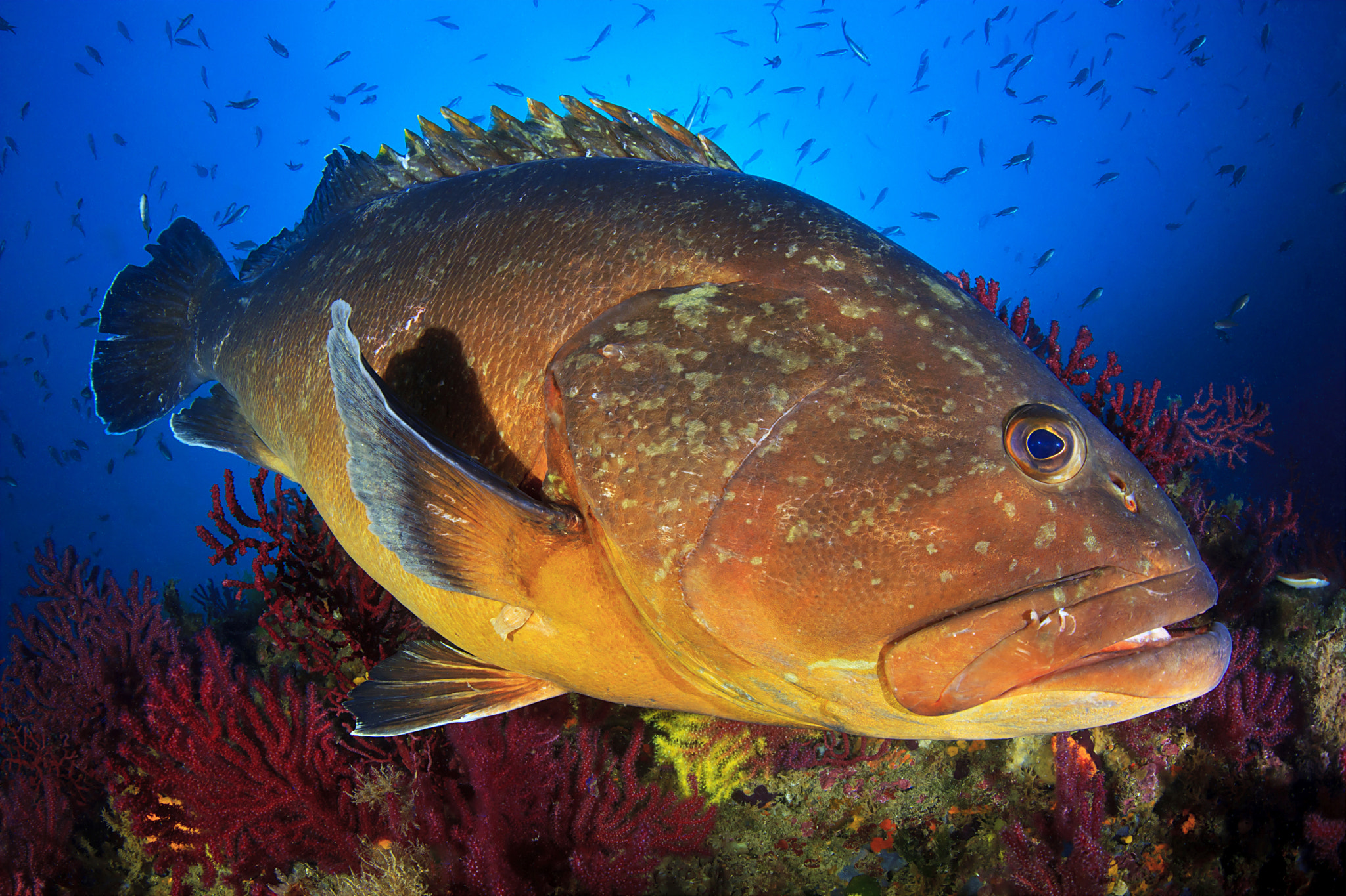 Canon EF 8-15mm F4L Fisheye USM sample photo. Big grouper of medes islands photography