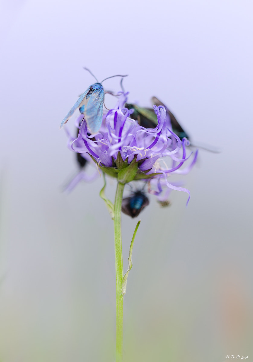 Sigma 150mm F2.8 EX DG OS Macro HSM sample photo. Insekt auf teufelskralle photography