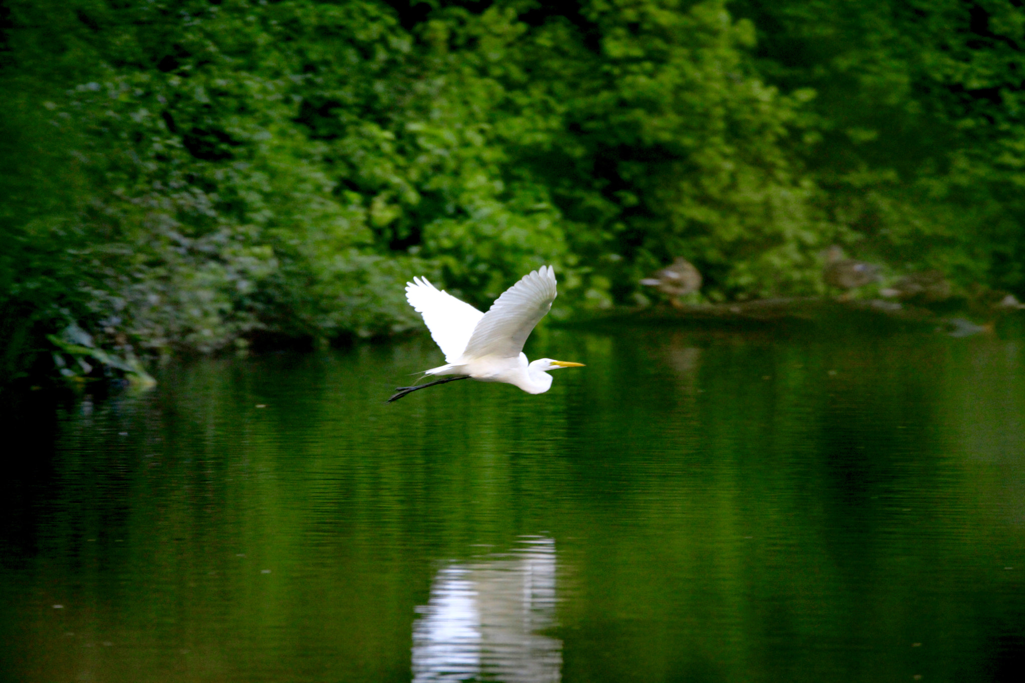 Canon 150-600mm F5-6.3 DG OS HSM | Contemporary 015 sample photo. Great egret in flight photography