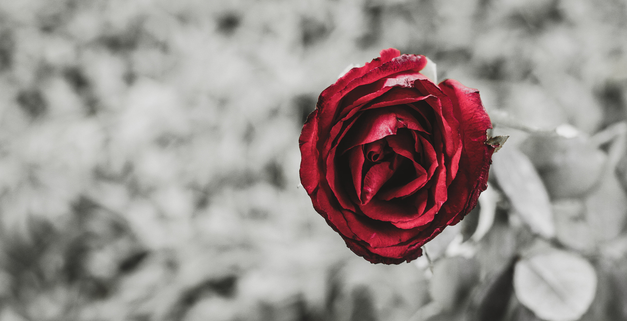 Canon EOS 7D + Canon EF 50mm F1.8 II sample photo. Red rose photography