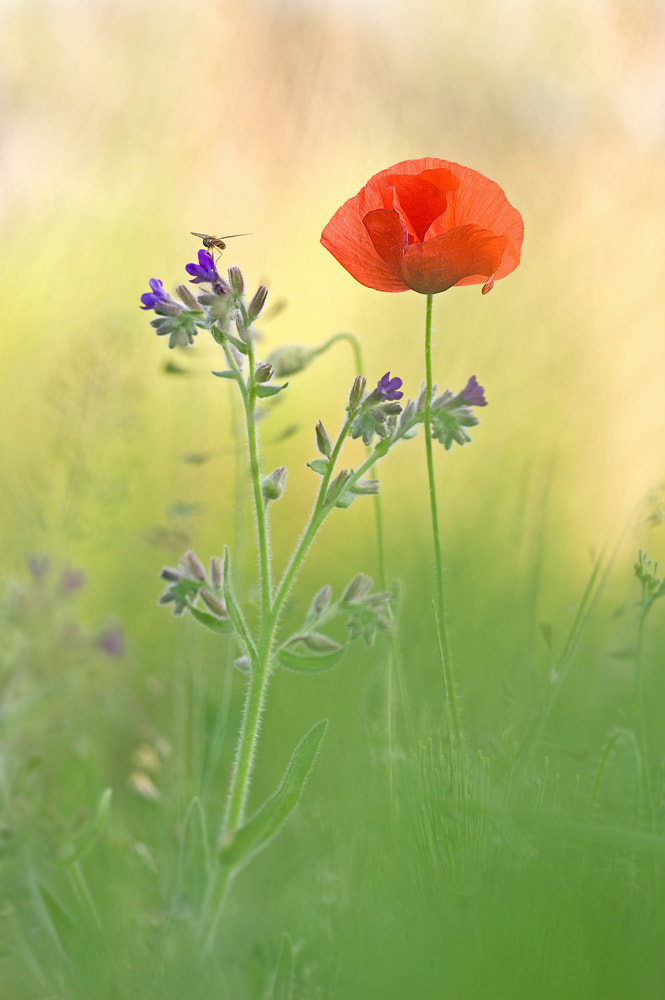 Sigma APO Macro 150mm f/2.8 EX DG HSM sample photo. Sommer photography