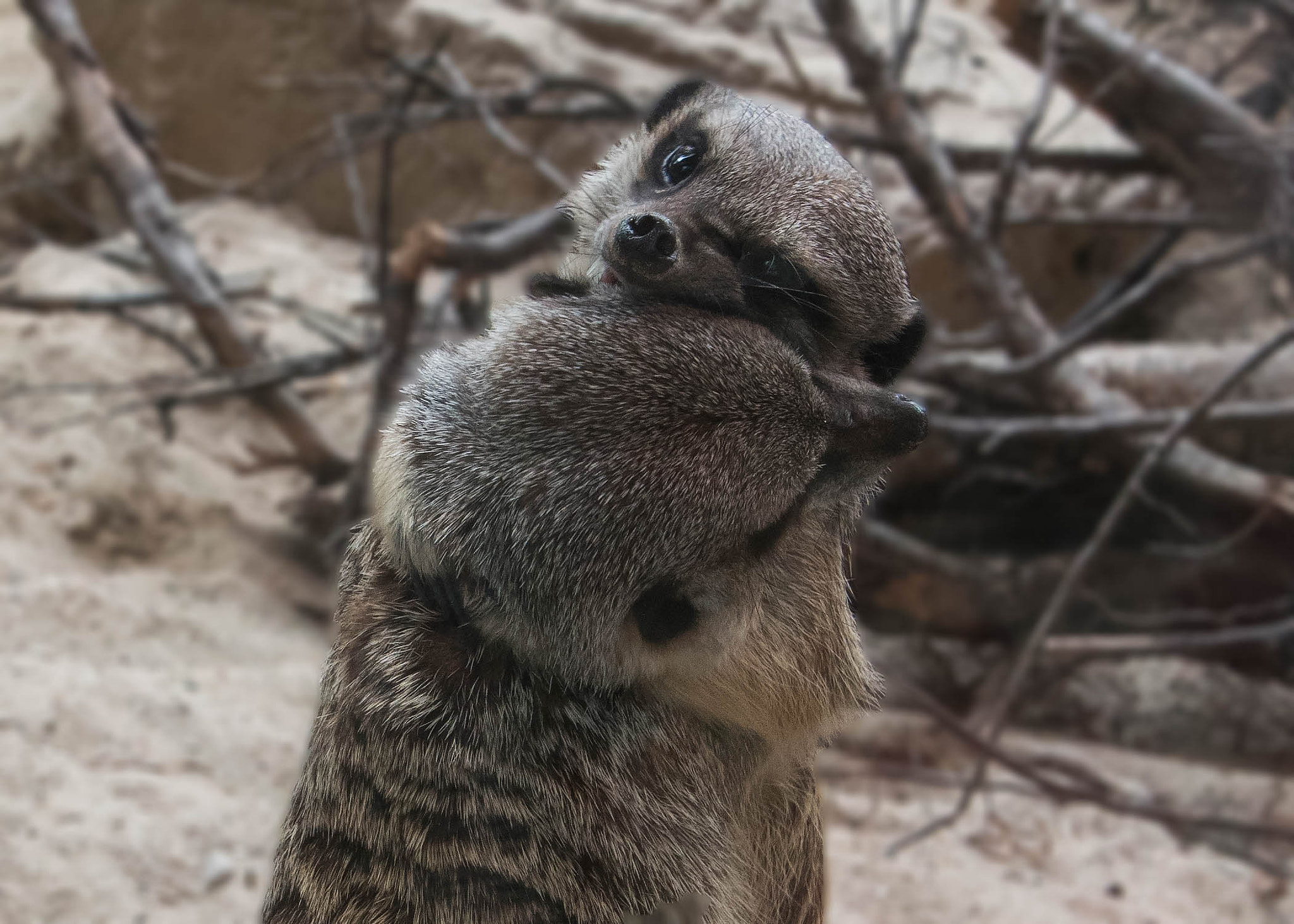 Sigma 24mm F1.4 DG HSM Art sample photo. Meerkat hug photography