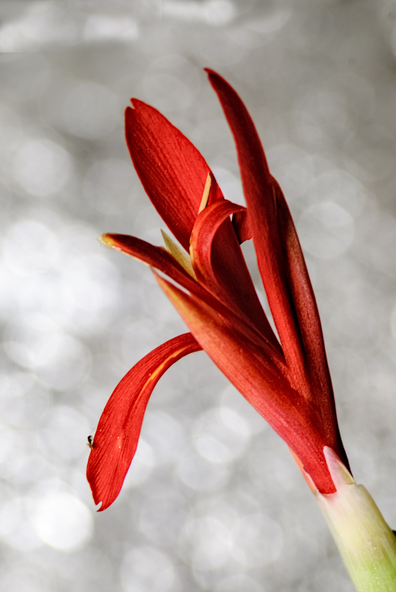 Nikon D40X sample photo. Red bunch photography