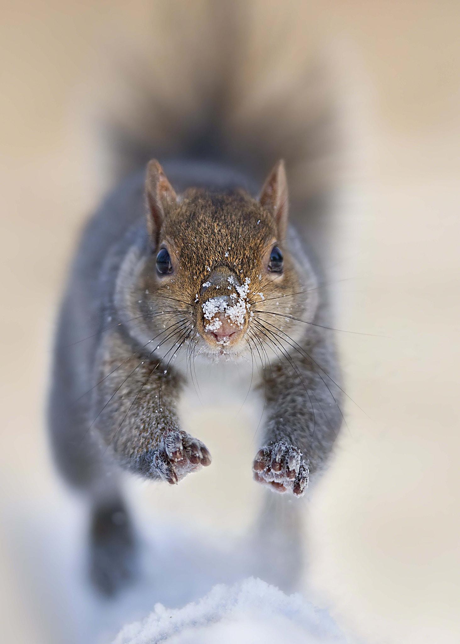 Canon EOS-1D Mark III + Canon EF 300mm F2.8L IS USM sample photo. I run to you photography