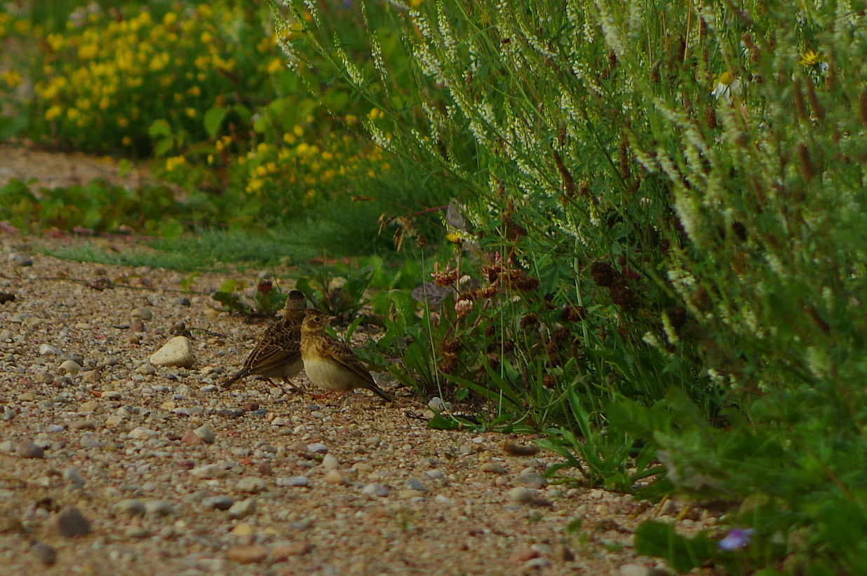 Pentax K-3 + Pentax smc DA 55-300mm F4.0-5.8 ED sample photo. Lark photography