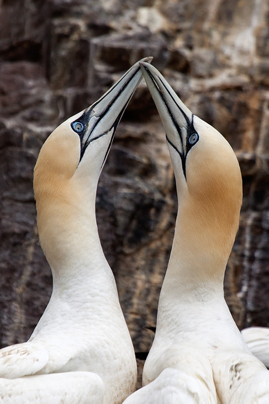 Canon EF 100-400mm F4.5-5.6L IS USM sample photo. Gannets play photography