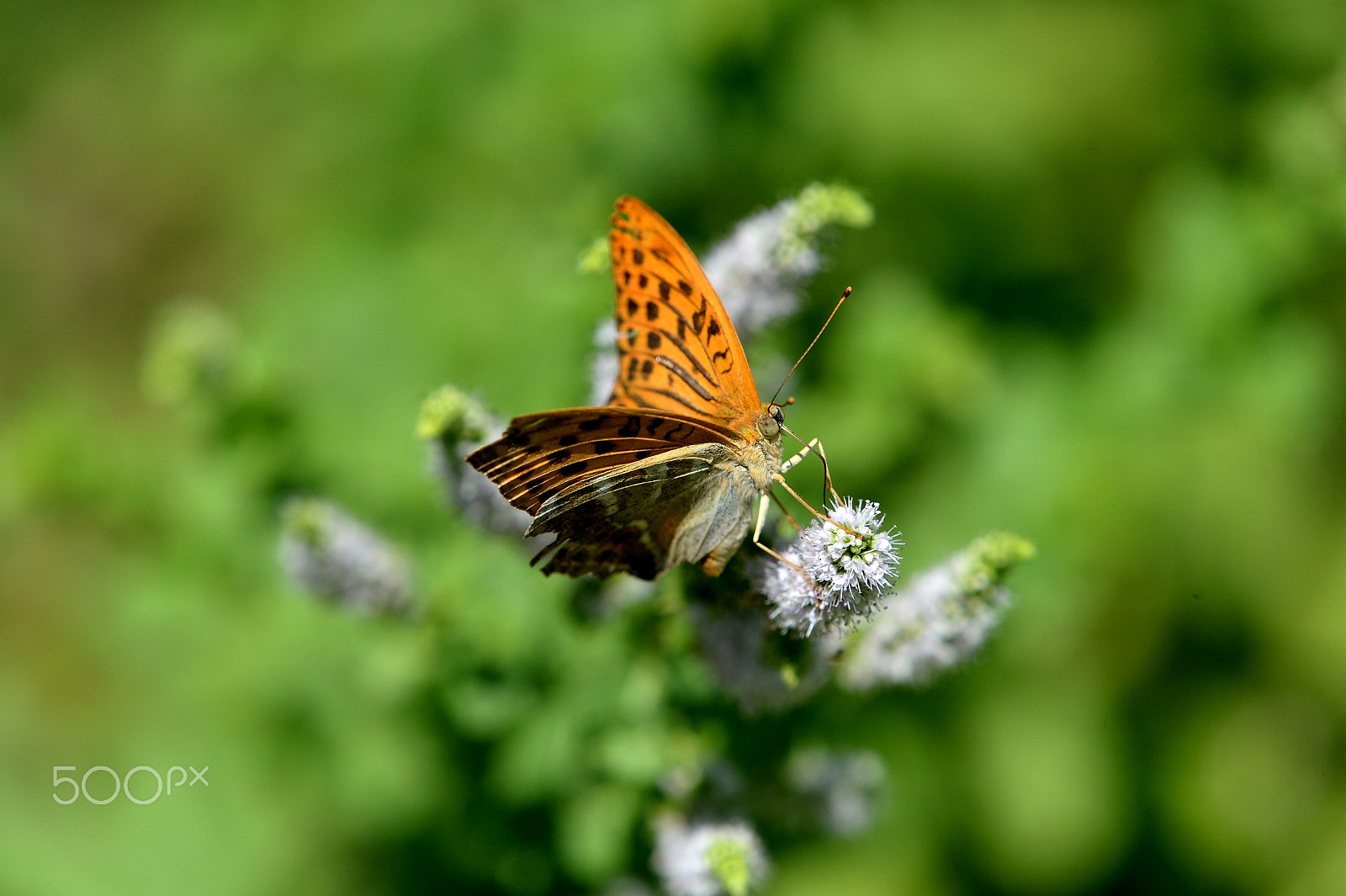 Nikon AF-S Nikkor 200-500mm F5.6E ED VR sample photo. Argynnis paphia photography