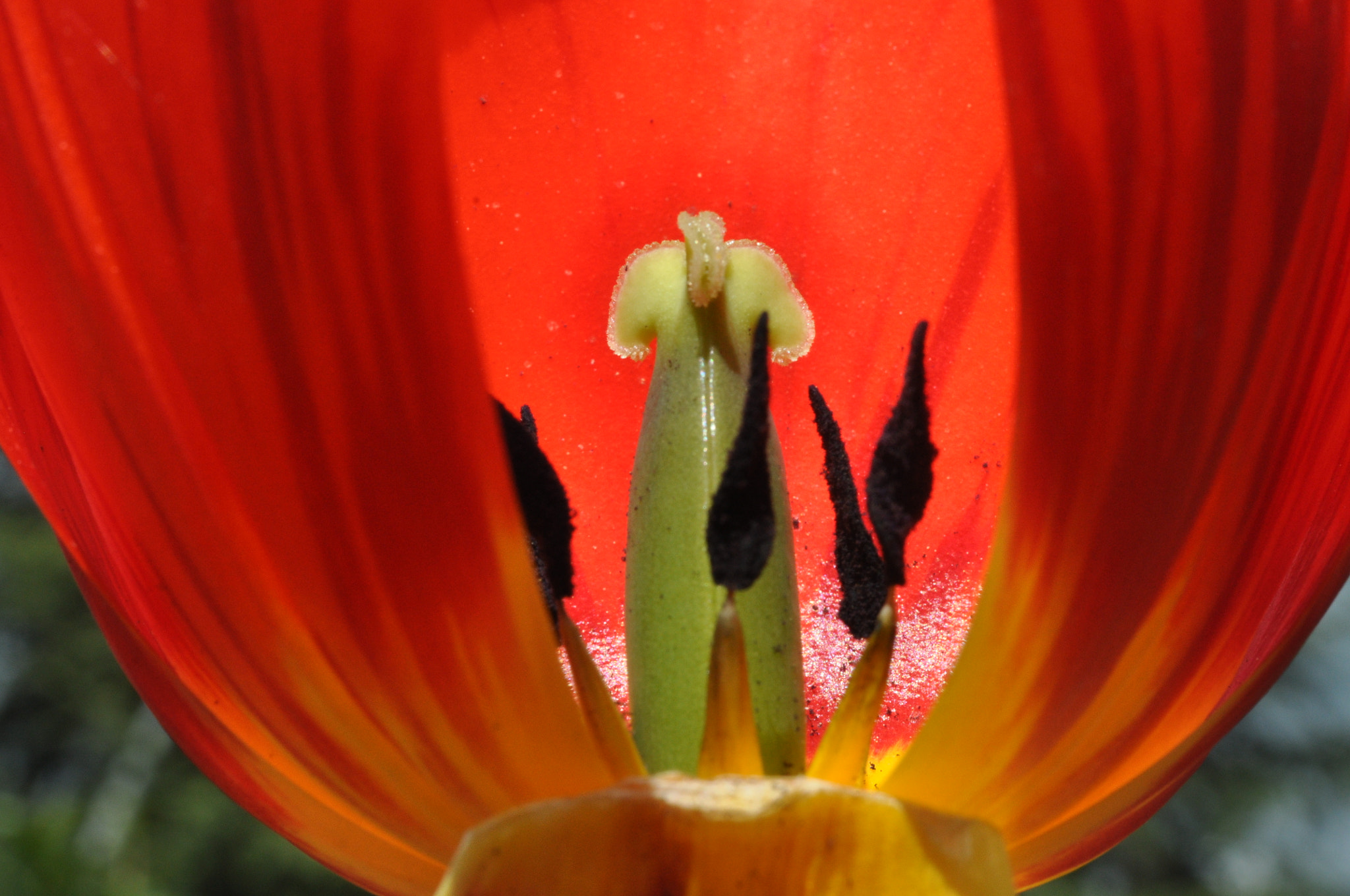 Nikon AF-S Micro-Nikkor 60mm F2.8G ED sample photo. Opens the curtain and the beginning .... show! photography
