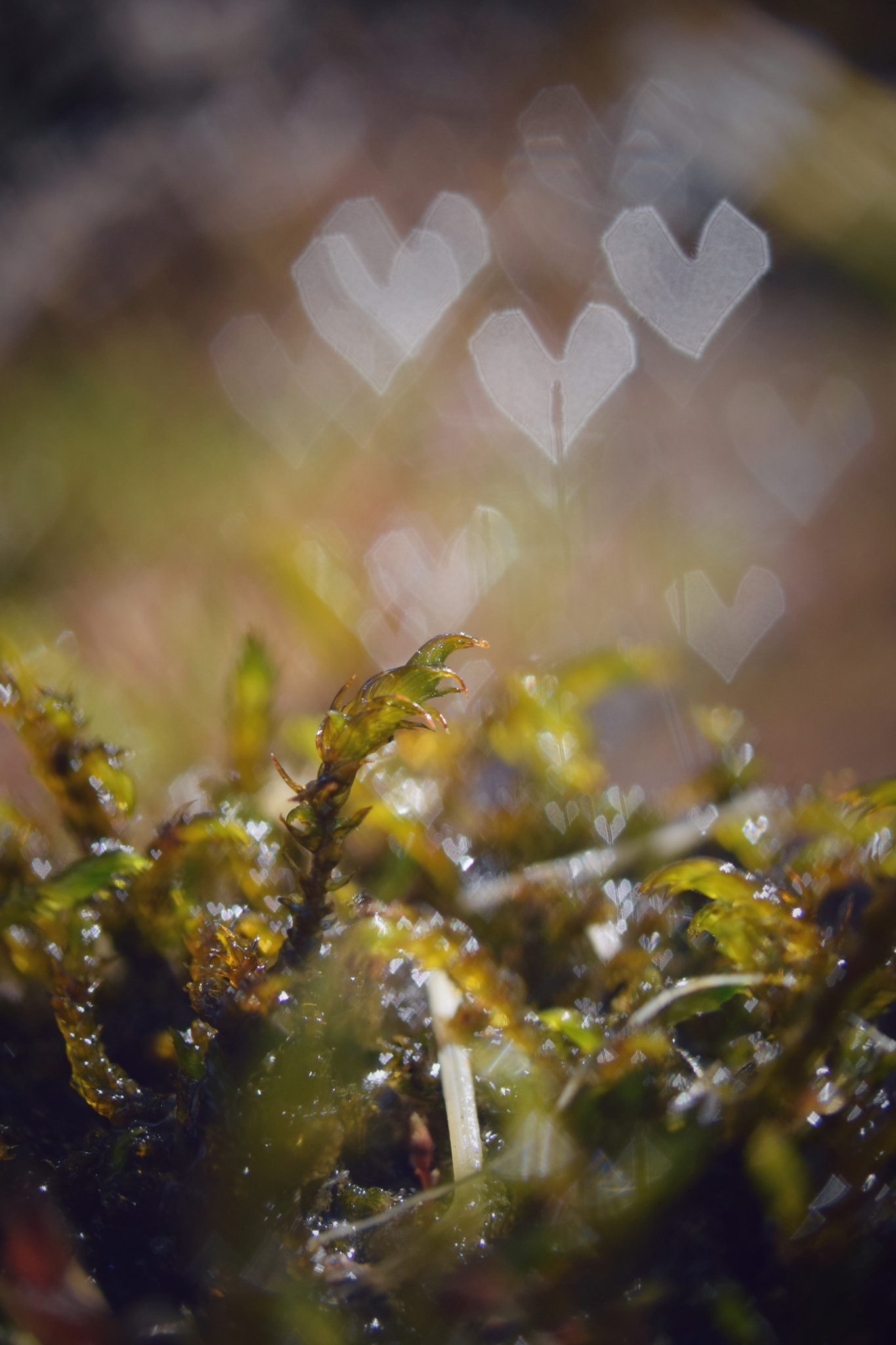 Nikon AF-S Micro-Nikkor 60mm F2.8G ED sample photo. A heart for nature photography