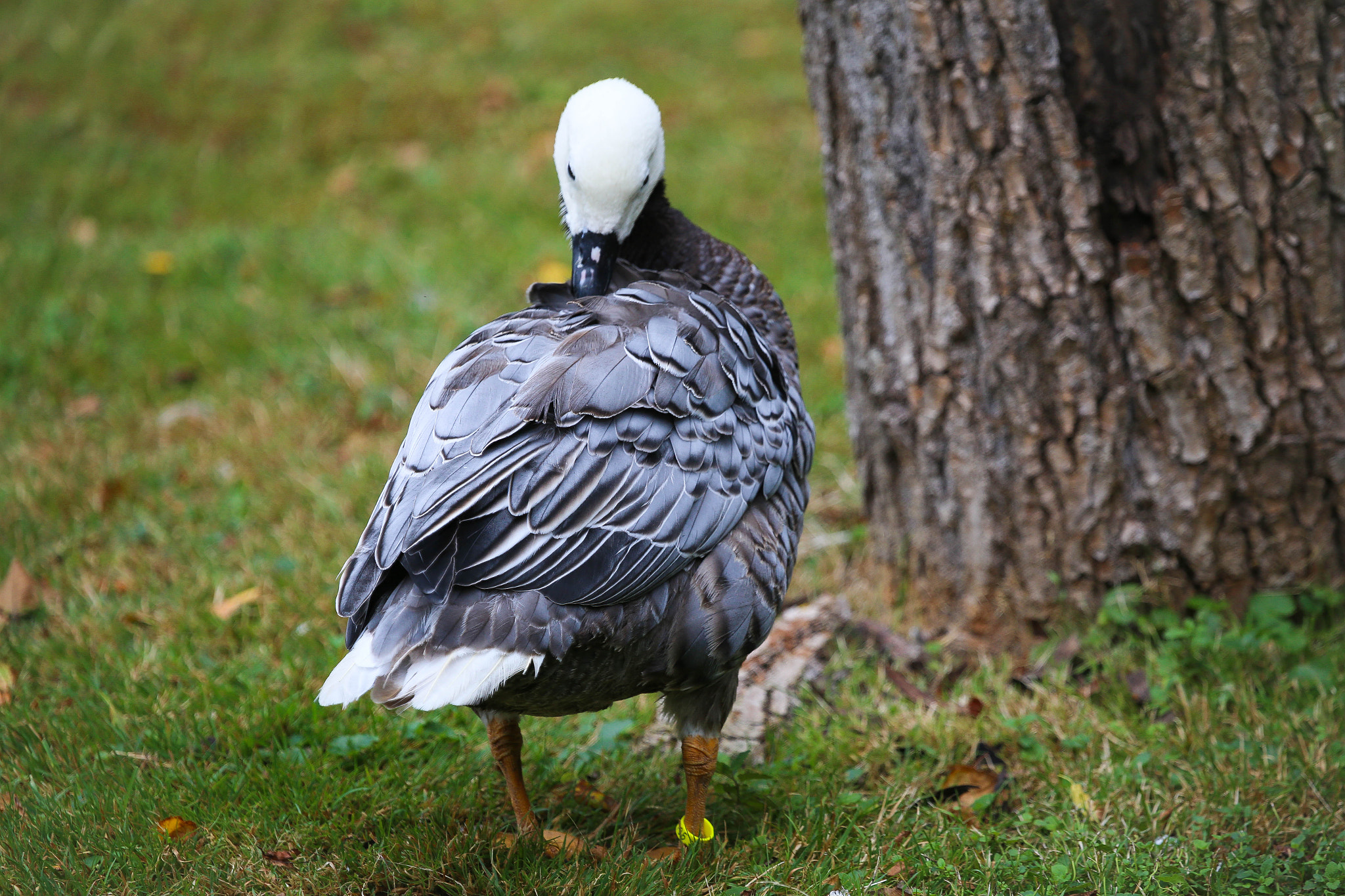 Canon EF 100-400mm F4.5-5.6L IS USM sample photo. Gans photography