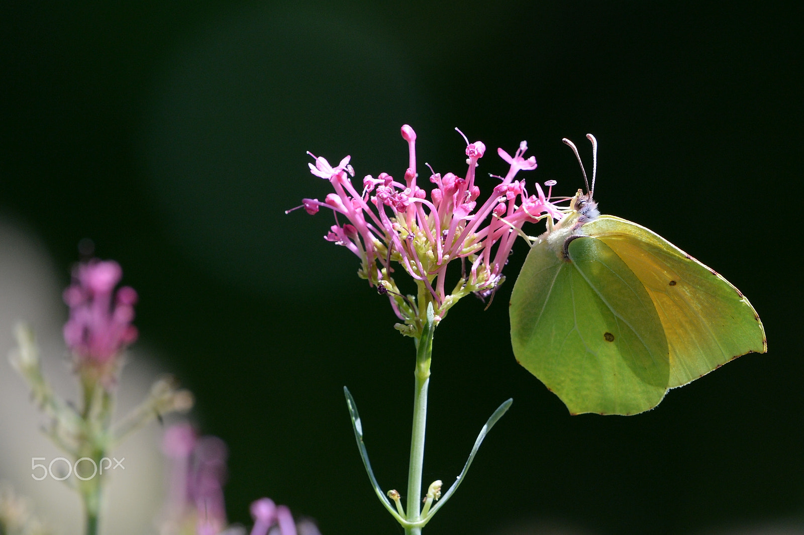 Nikon AF-S Nikkor 200-500mm F5.6E ED VR sample photo. Colias crocea photography