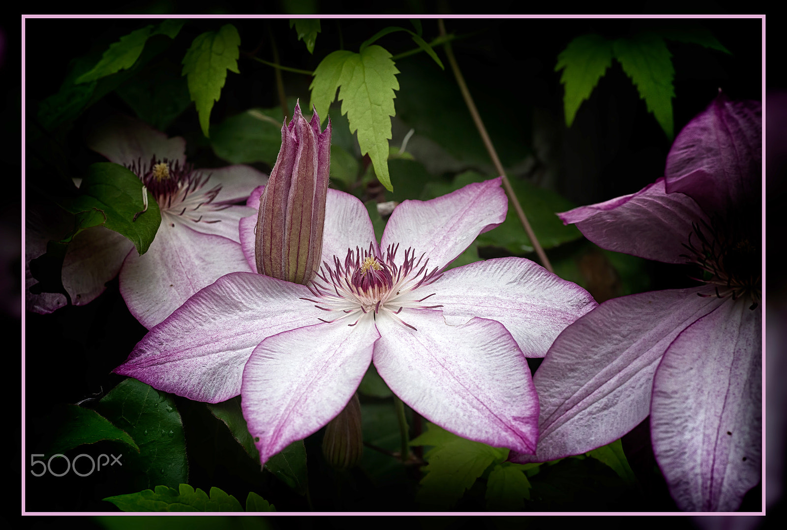 Canon EOS 6D + Tamron SP AF 90mm F2.8 Di Macro sample photo. Clematis omoshiro photography