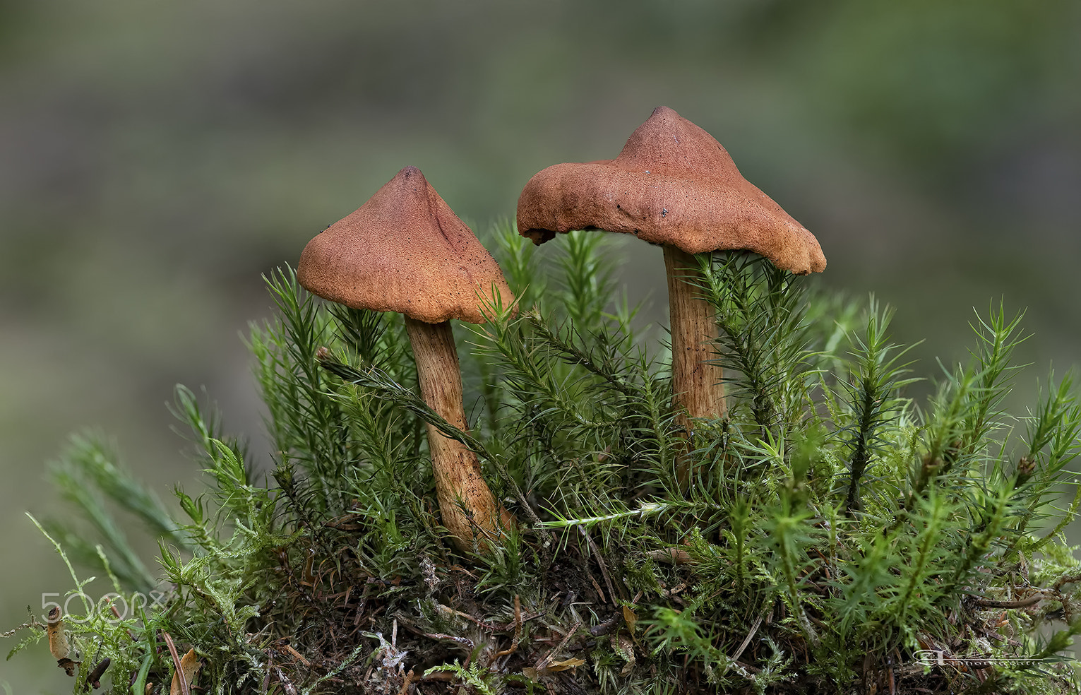Canon EF 180mm F3.5L Macro USM sample photo. Pilze photography